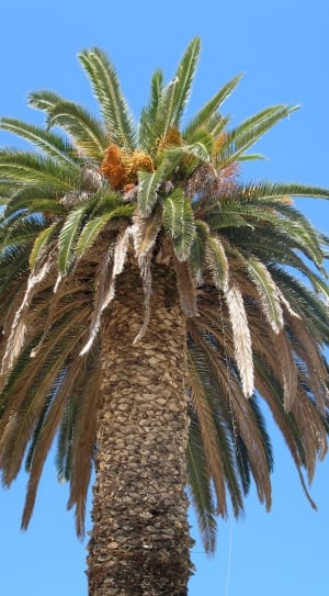 sago palm tree thumbnail