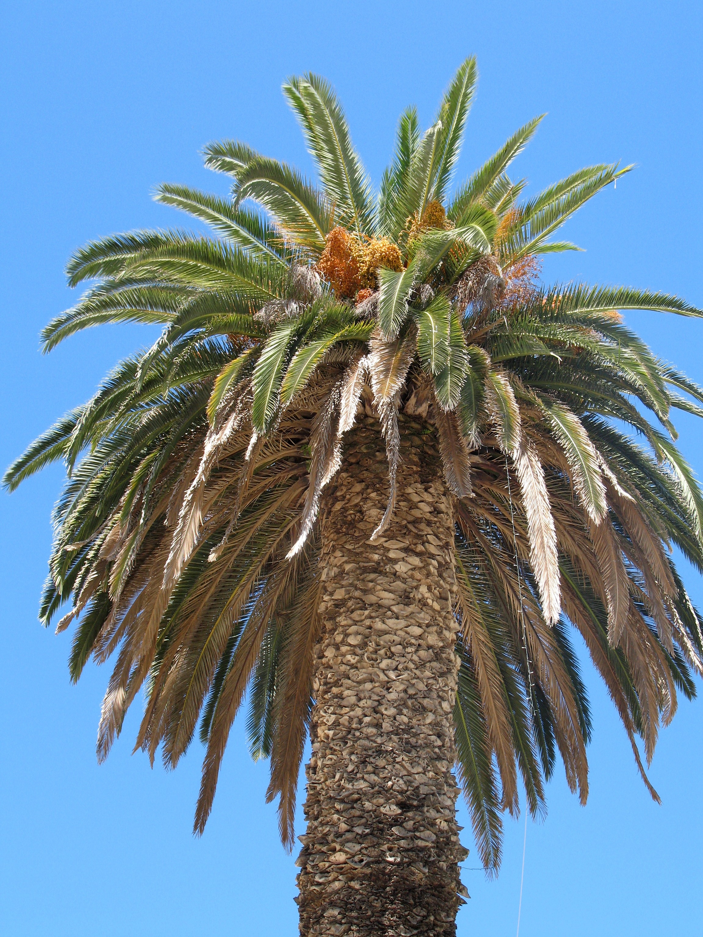 sago palm tree