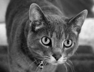 gray tabby cat thumbnail
