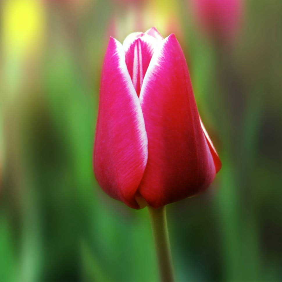red tulip bud preview
