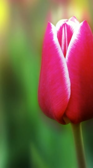 red tulip bud thumbnail