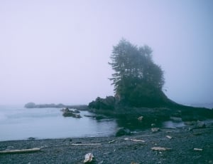 trees besides body of water photo thumbnail