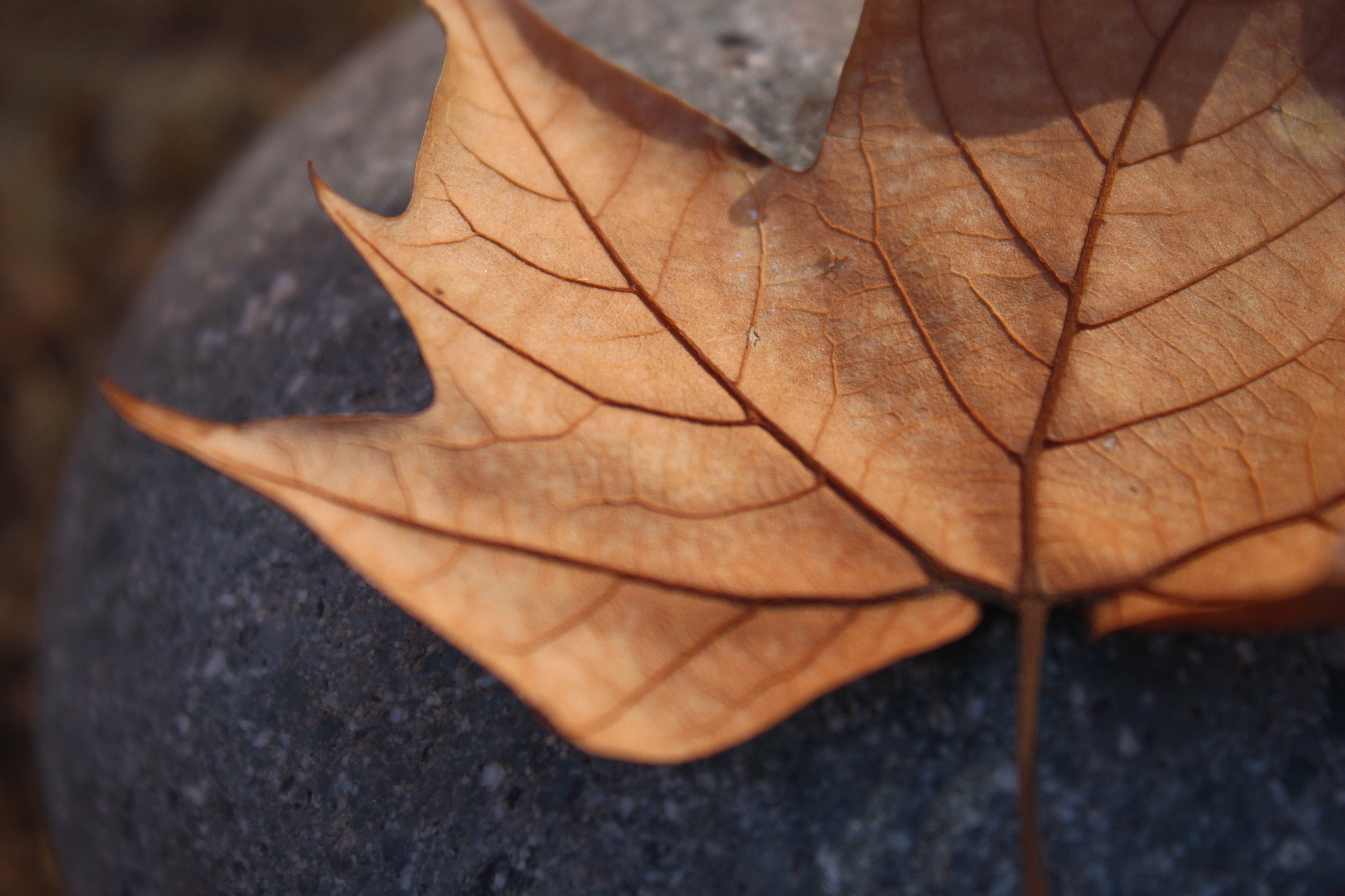 maple leaf