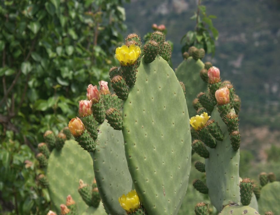 green cacti preview