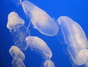 jellyfish thumbnail