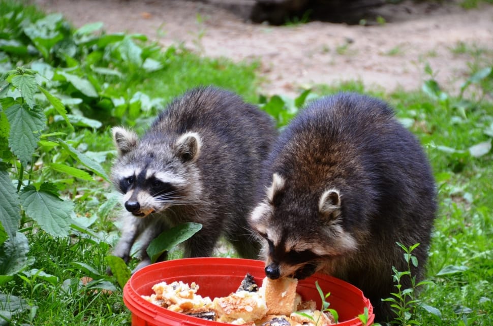 Raccoon, Güstrow, Eco-Park, Food, ,  preview