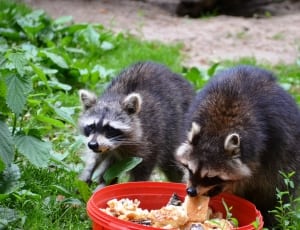 Raccoon, Güstrow, Eco-Park, Food, ,  thumbnail