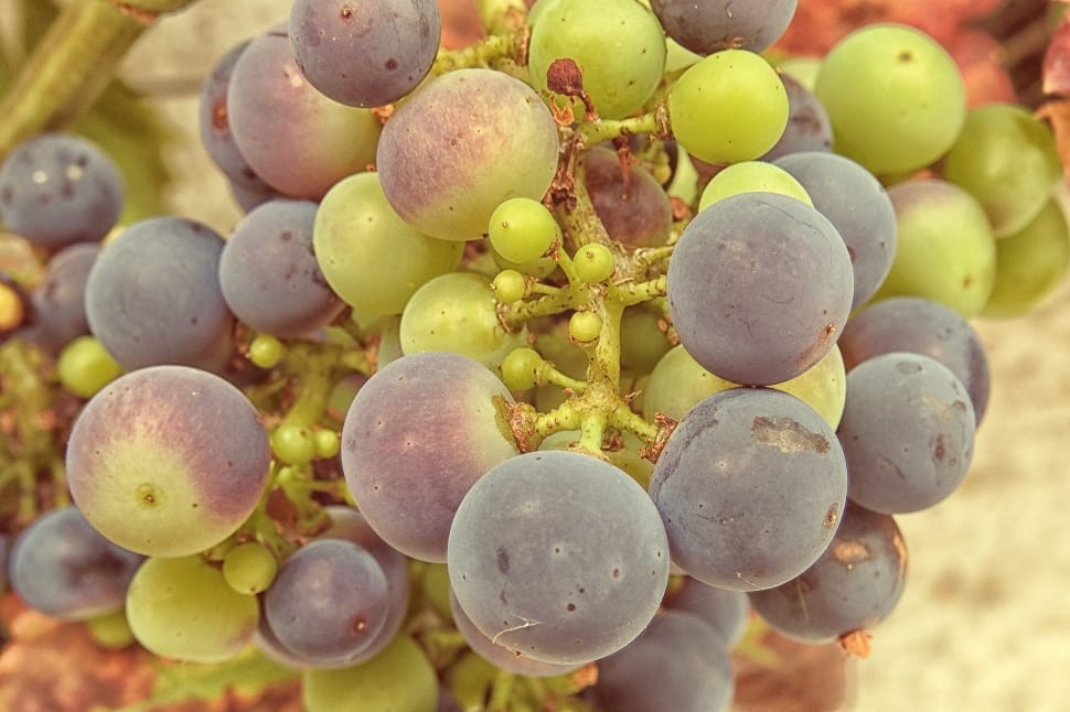 purple and green grapes preview