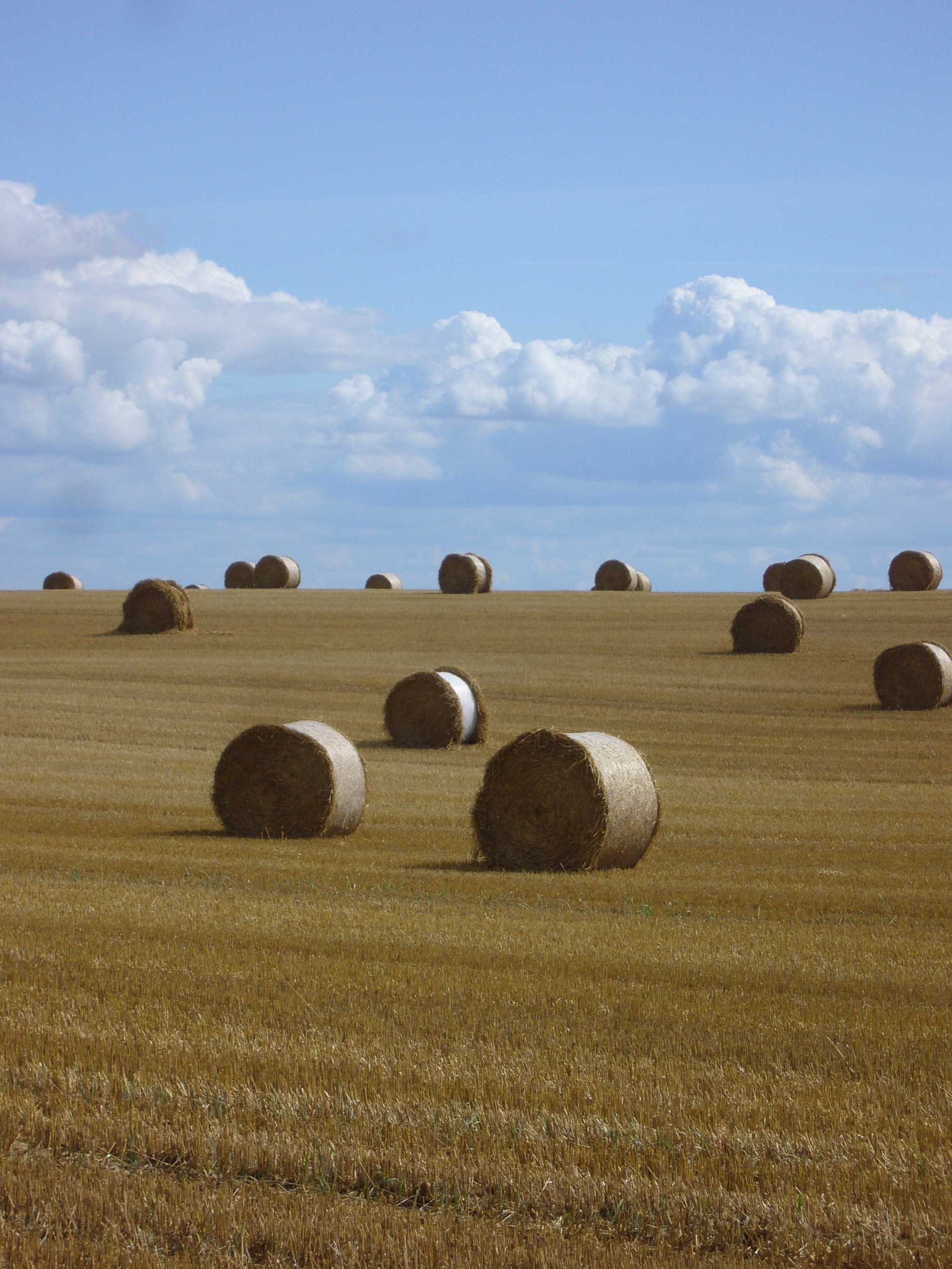 hay rolls on field under cloudy sky