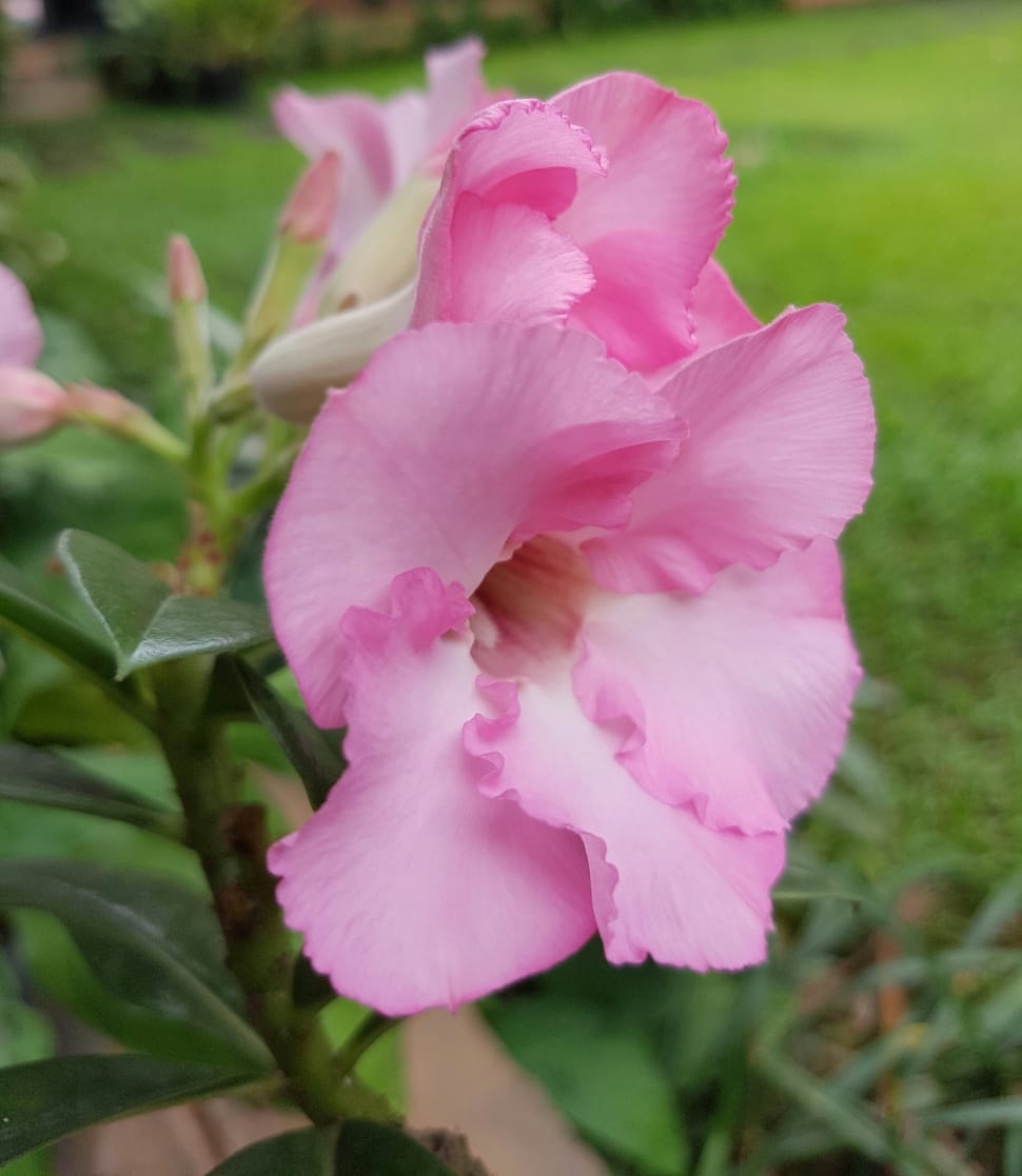 pink nerium oleander in close up photography preview