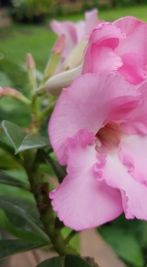 pink nerium oleander in close up photography thumbnail