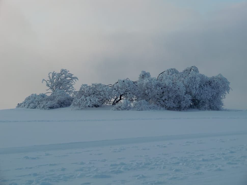 tree covered in snow preview