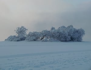 tree covered in snow thumbnail