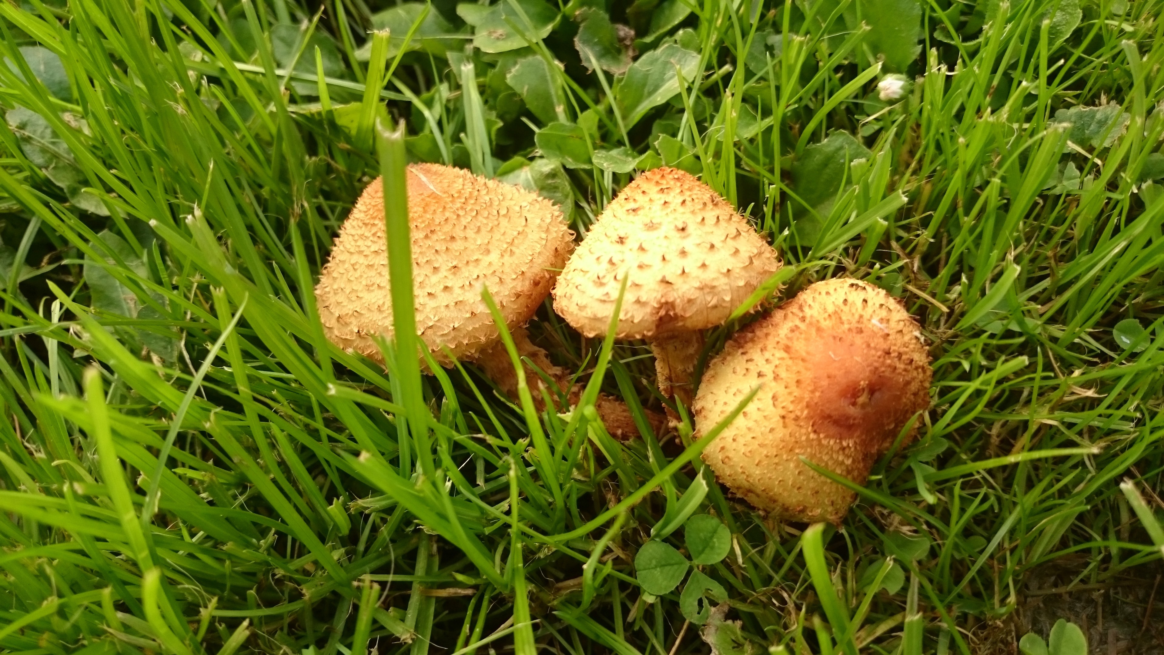 brown mushroom