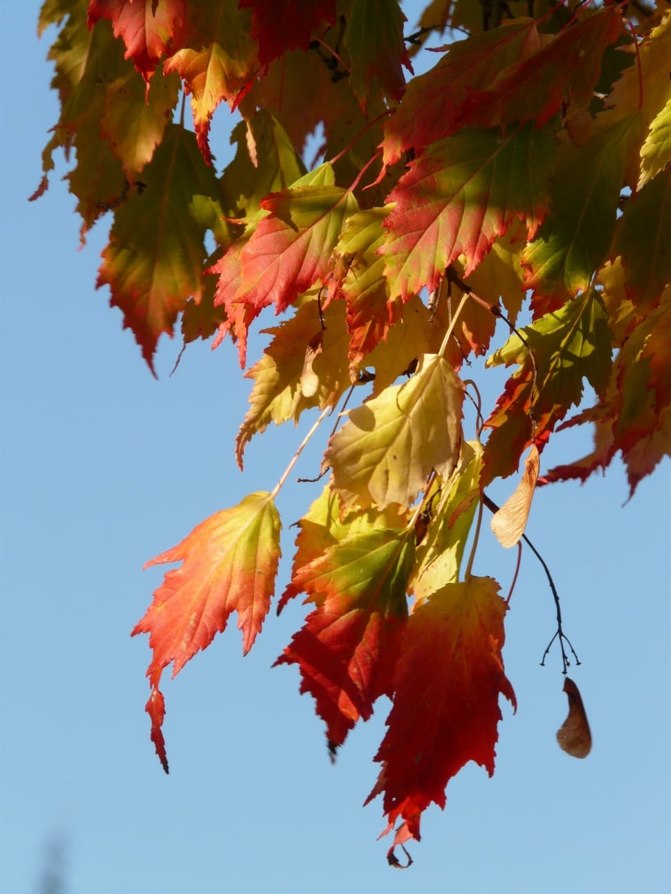 red and yellow leaves preview