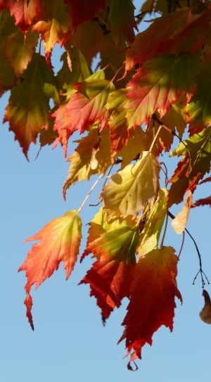 red and yellow leaves thumbnail