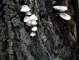 white mushrooms thumbnail
