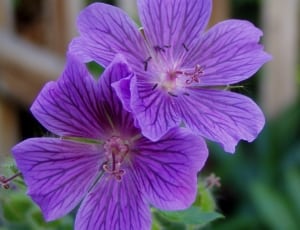 2 purple 5 petal flowers thumbnail