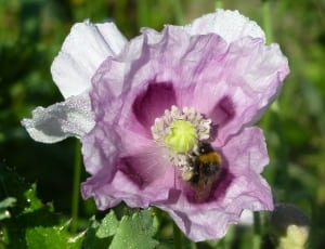 pink and white hollyhock thumbnail