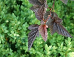 closeup photography of maroon leaf thumbnail