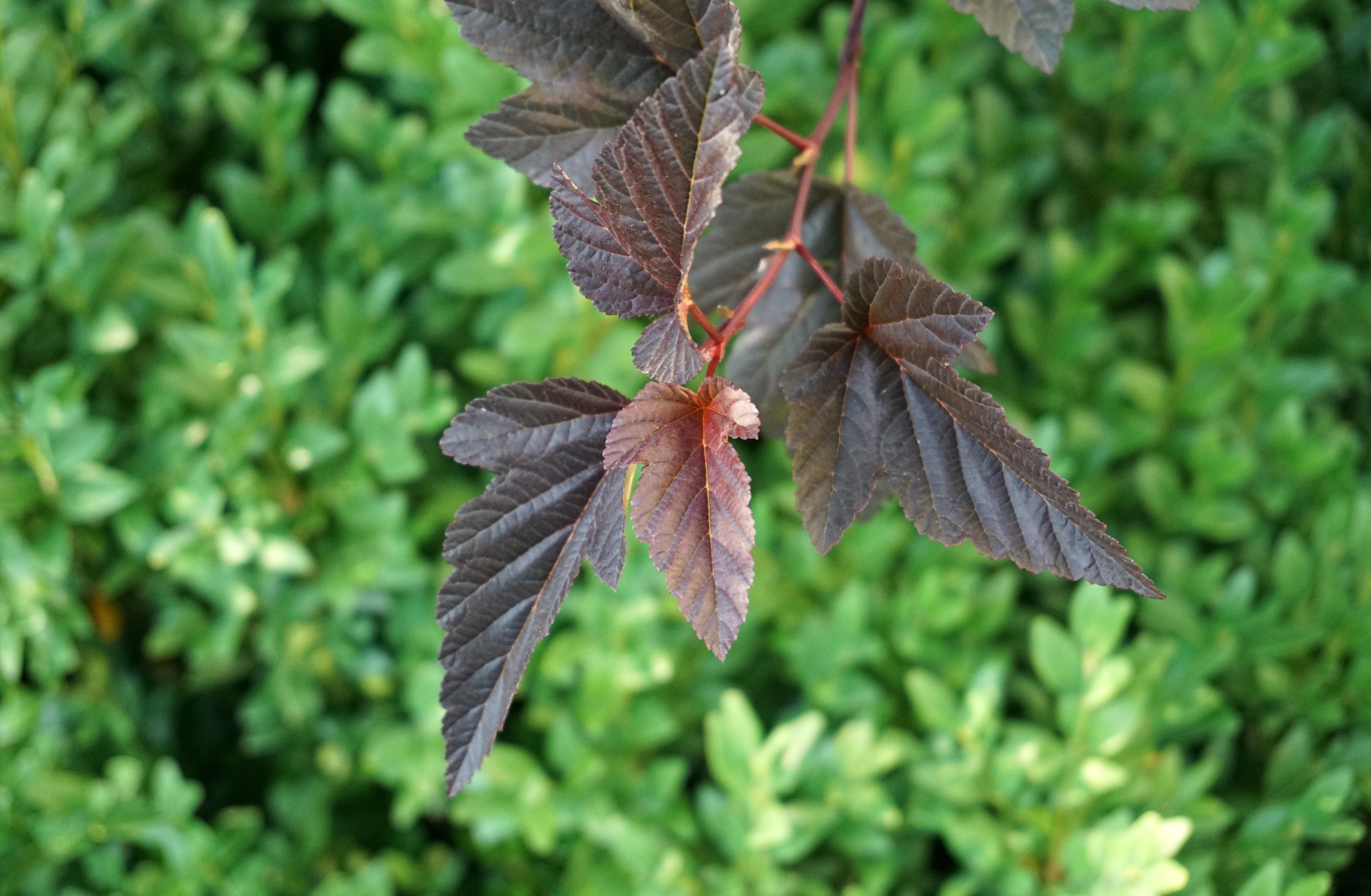 closeup photography of maroon leaf