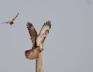 2red tailed hawks thumbnail