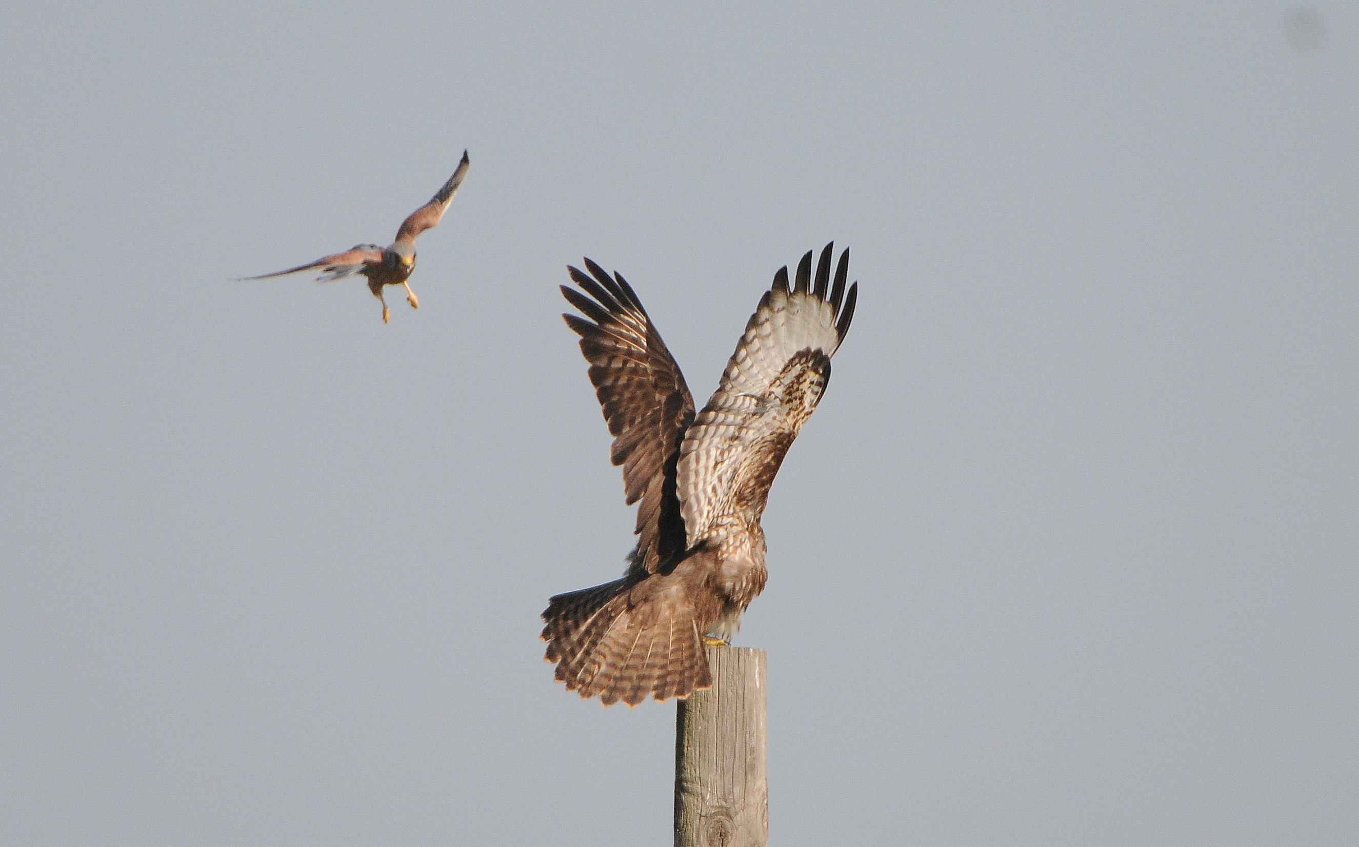 2red tailed hawks