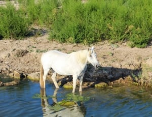 white horse on body of water thumbnail