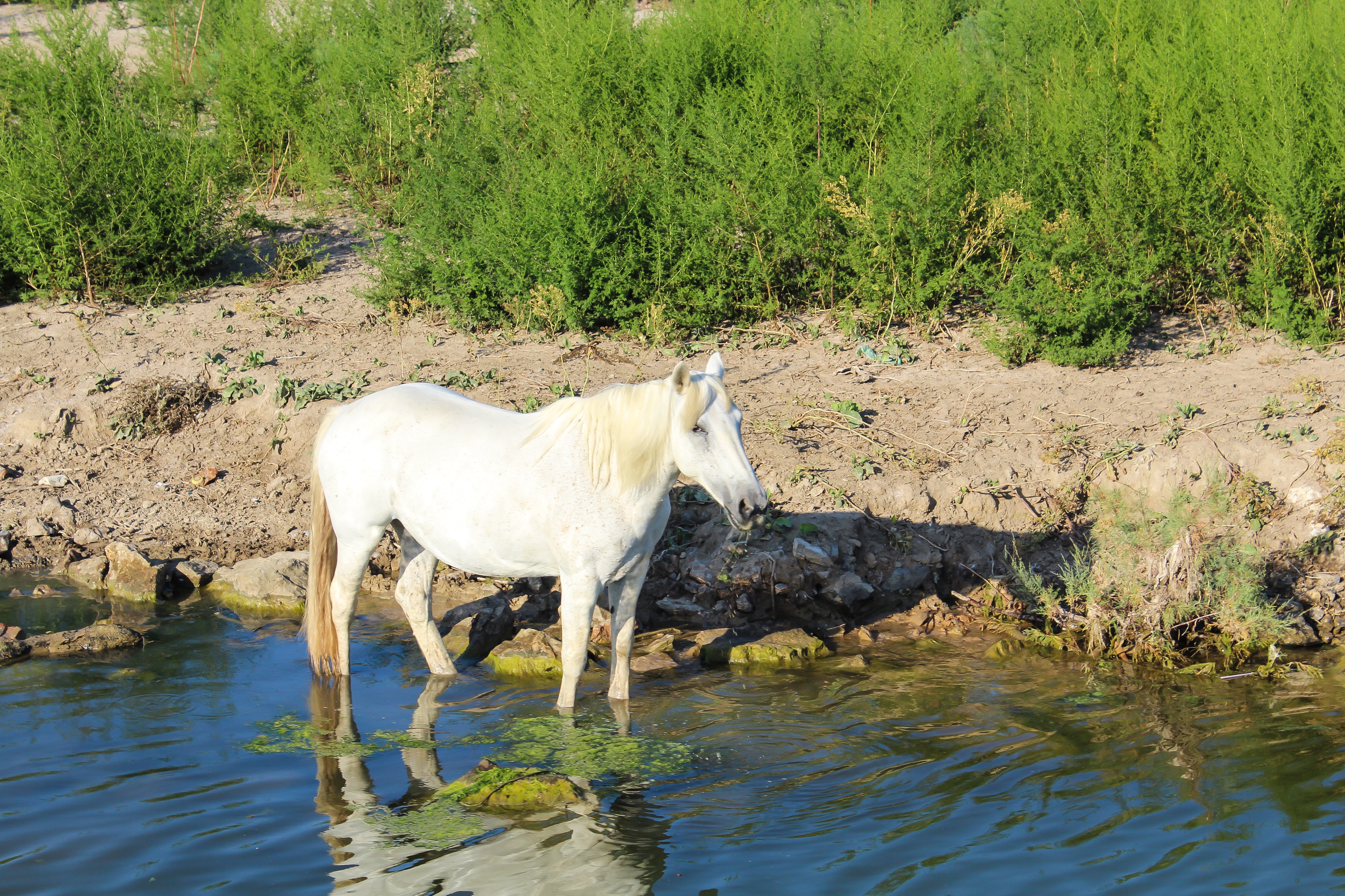 white horse on body of water
