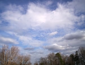 brown and green leaved trees under white and blue sky thumbnail