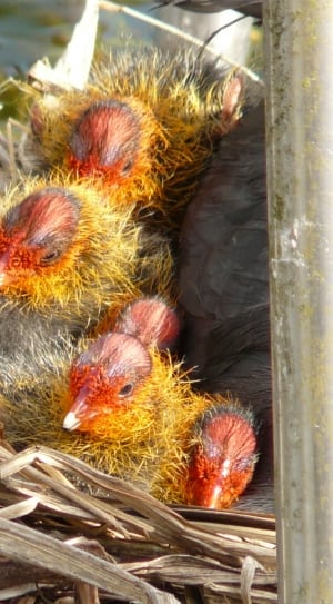 gray yellow and red chicks thumbnail