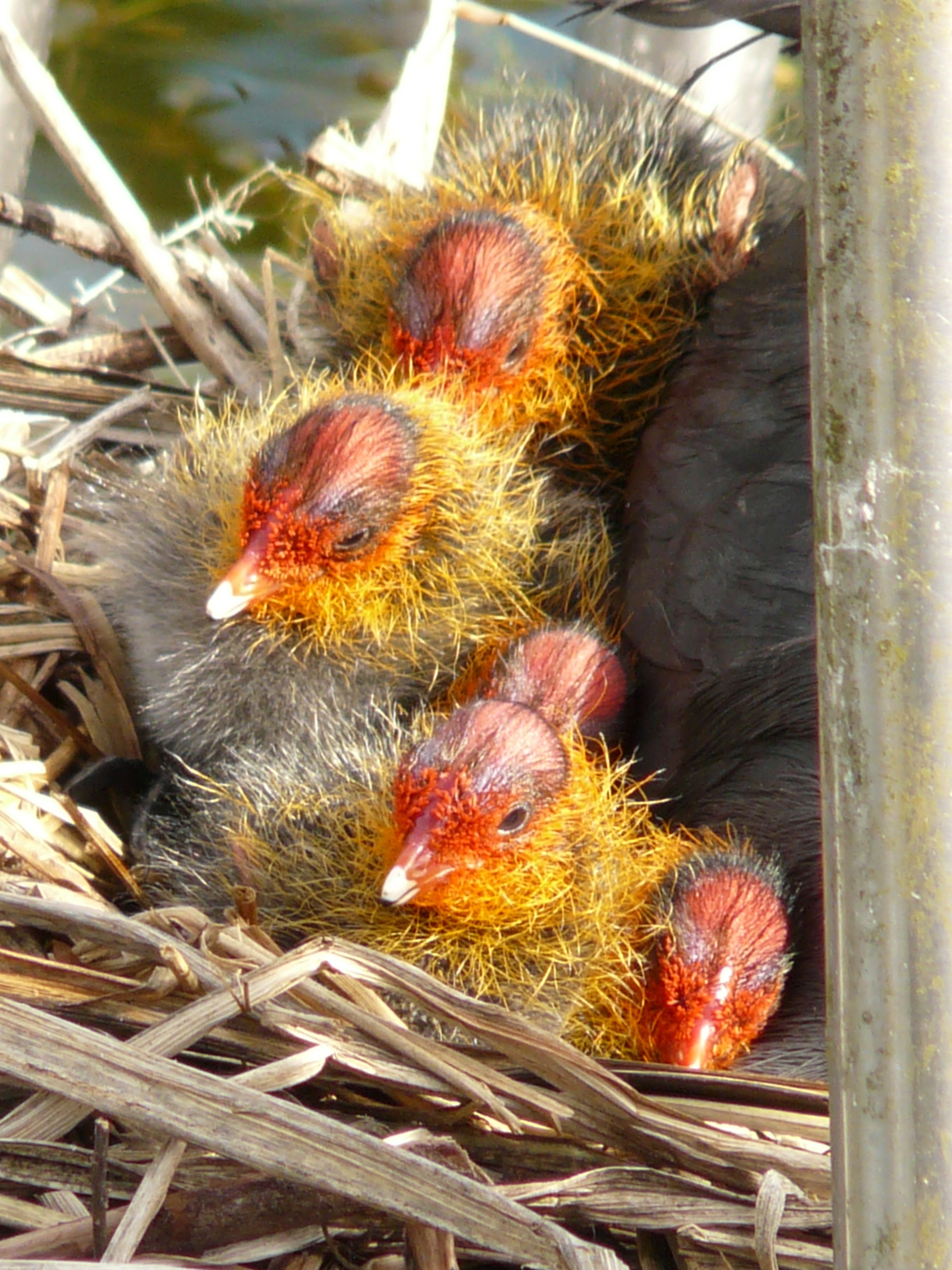 gray yellow and red chicks