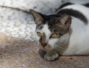 white and black short coated cat thumbnail
