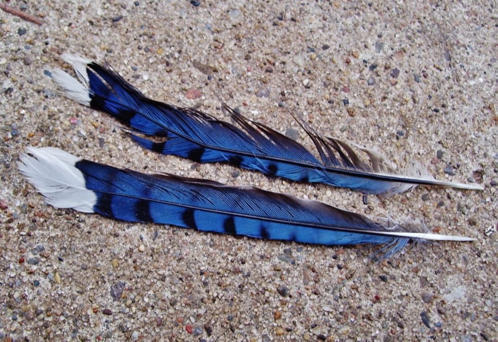 2 blue and black feathers preview