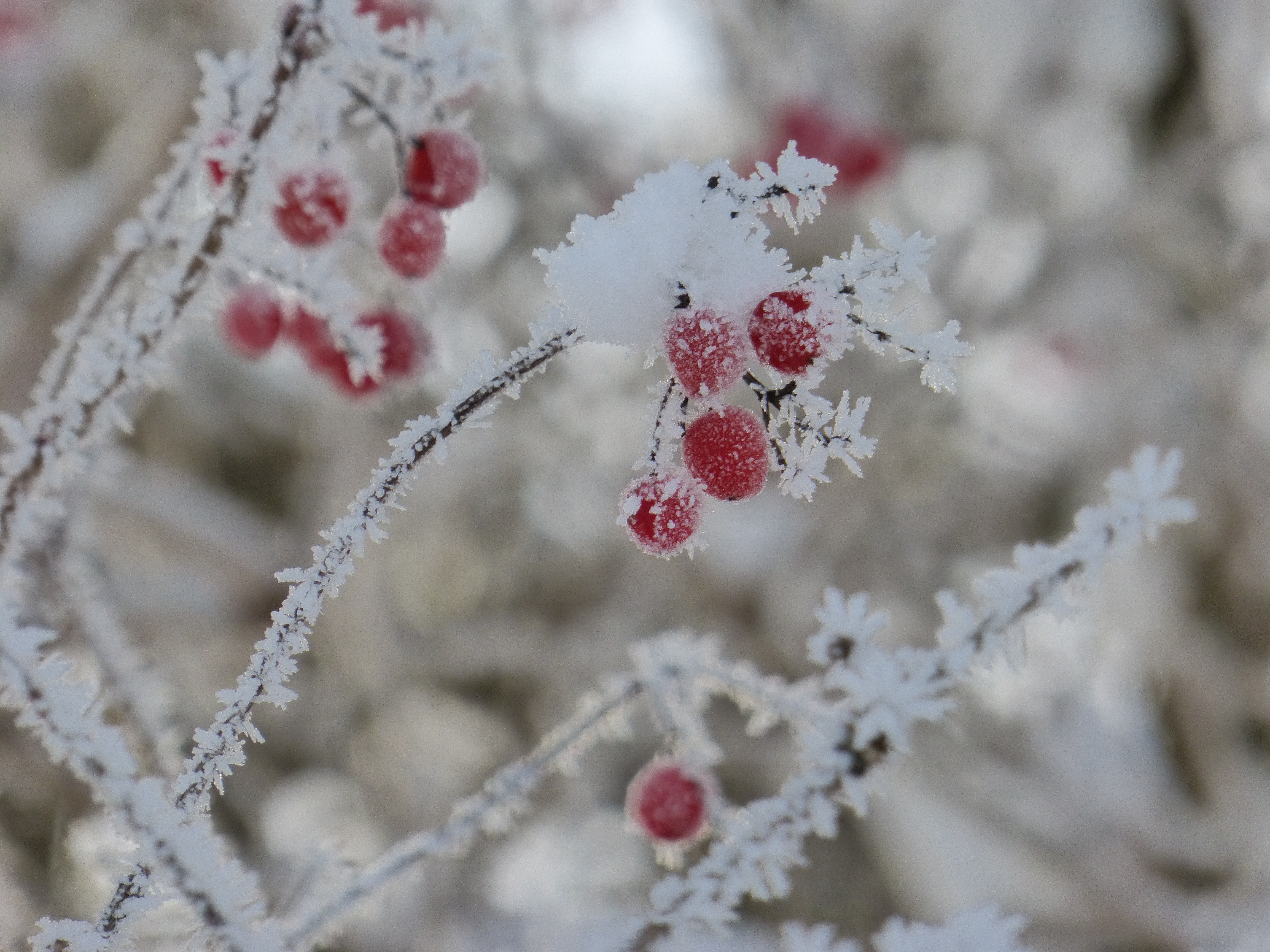 snow capped red berries fruit