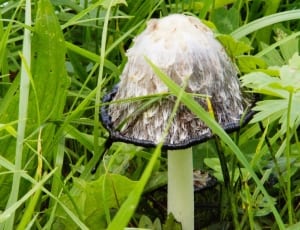 brown mushroom surround green grass thumbnail