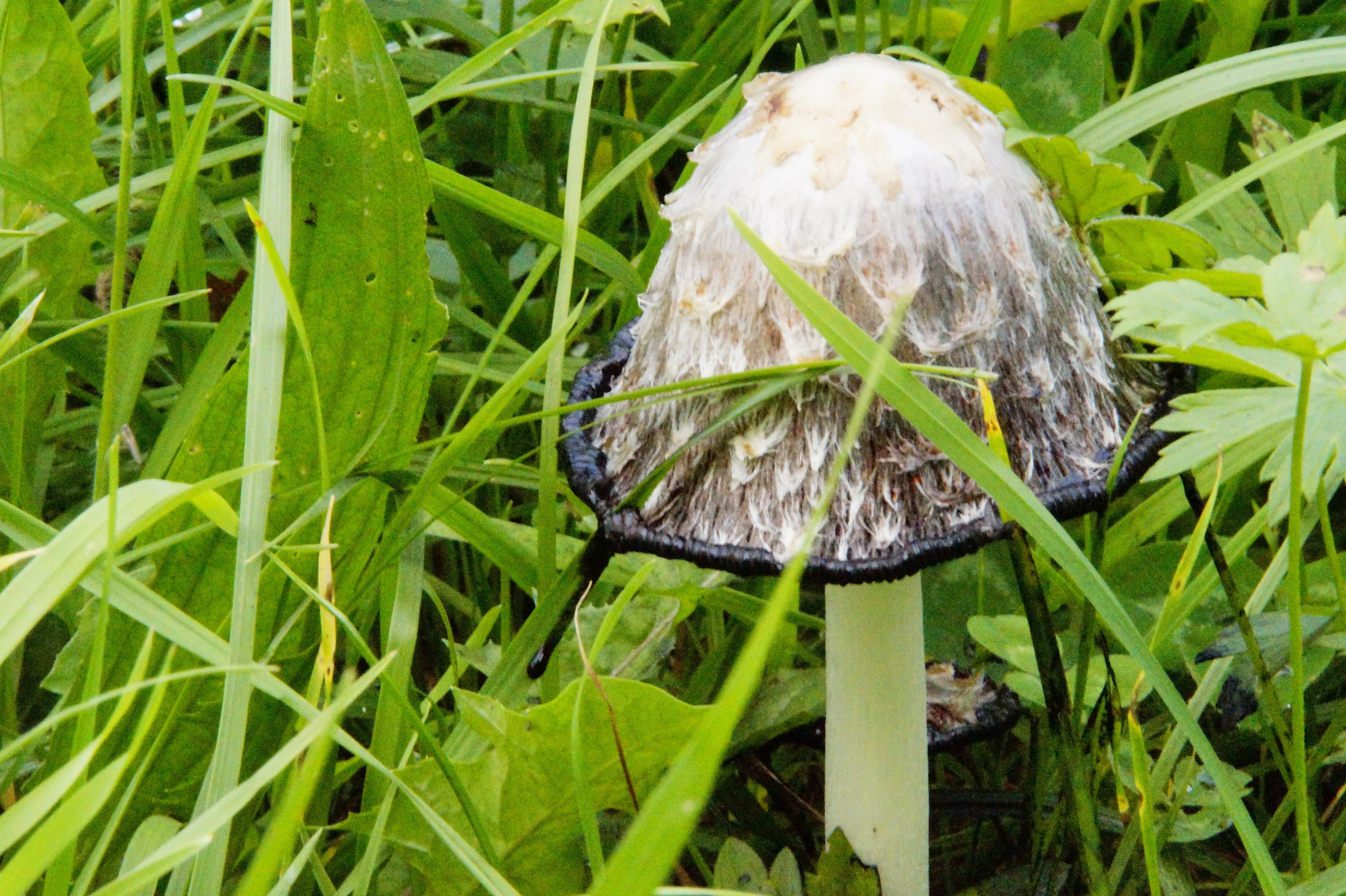 brown mushroom surround green grass