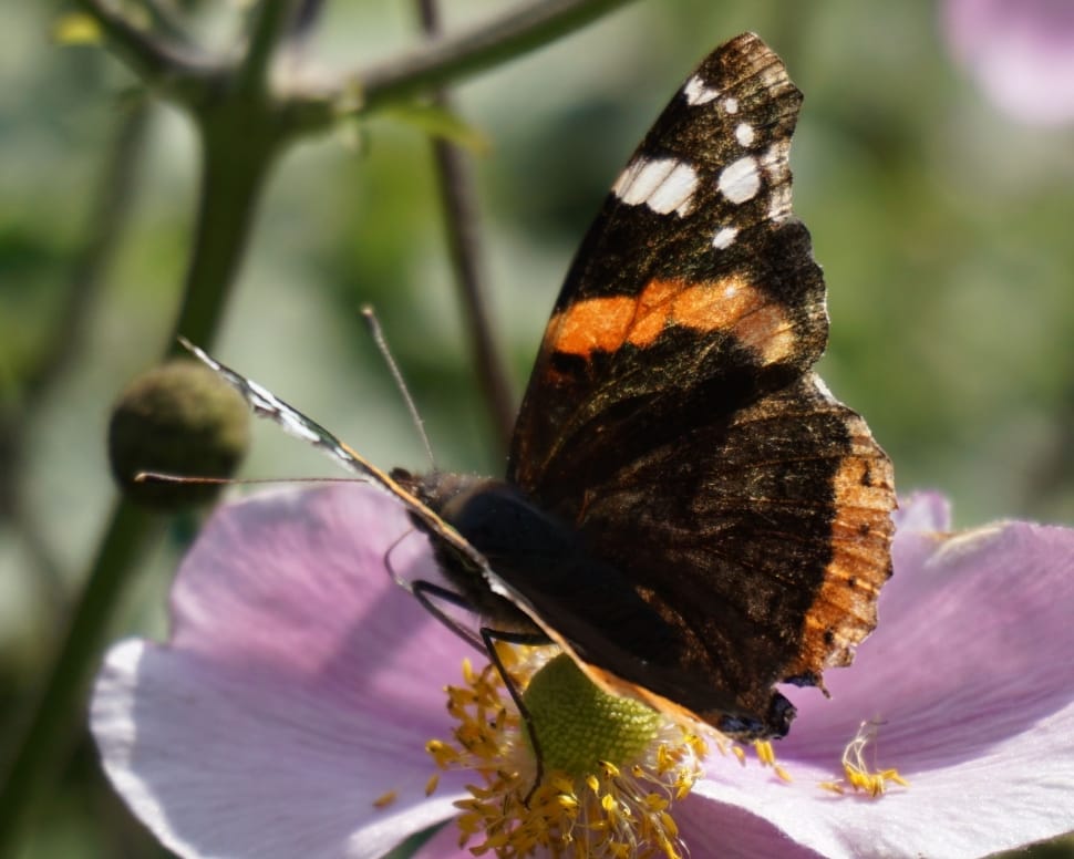 brown and black butterfly on pink petal flower preview