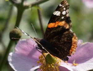 brown and black butterfly on pink petal flower thumbnail
