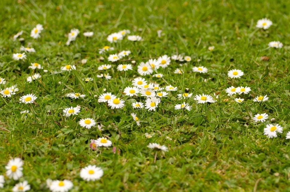 white daisy flower field preview