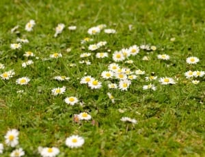 white daisy flower field thumbnail