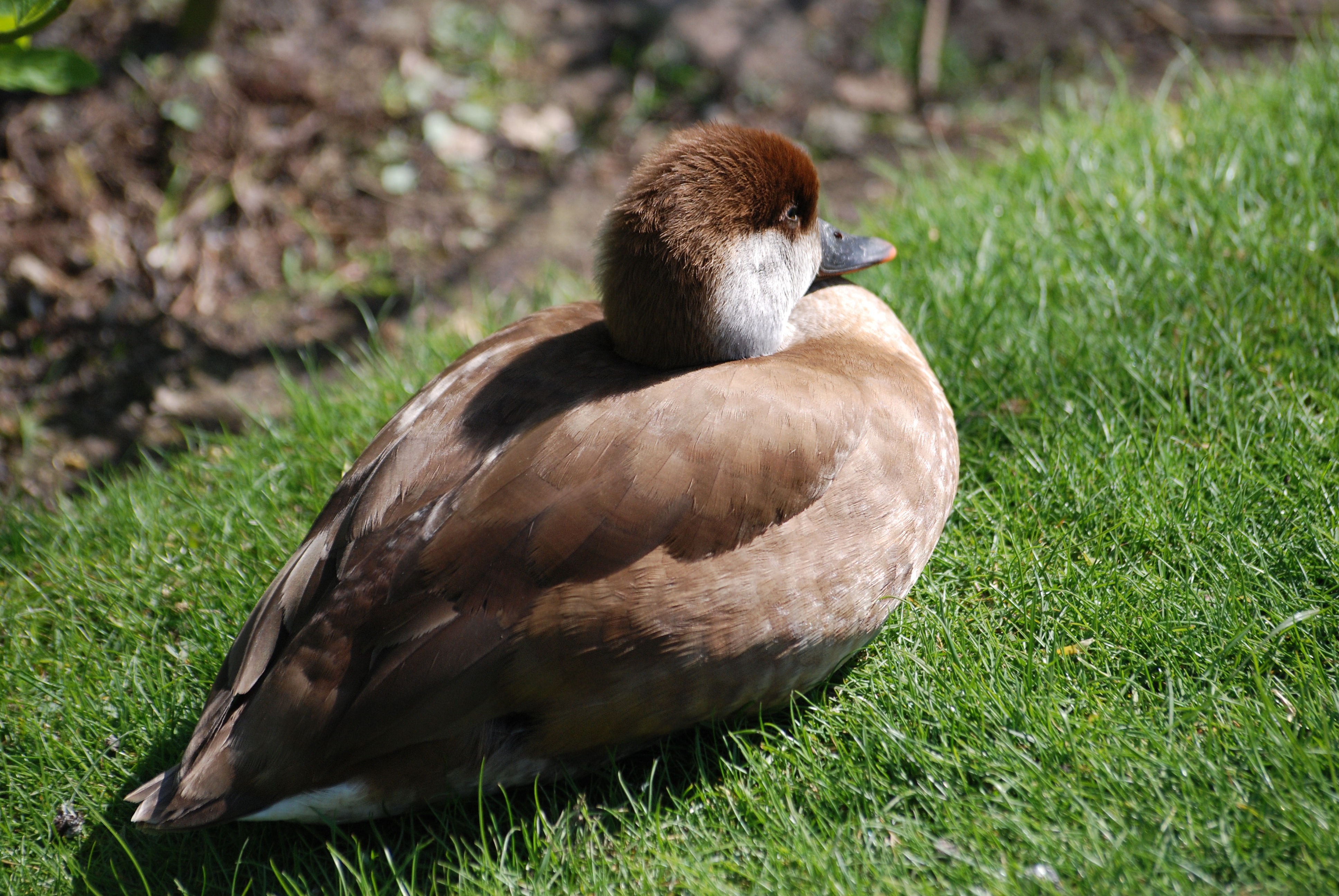 brown duck