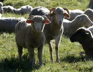 herd of sheep thumbnail