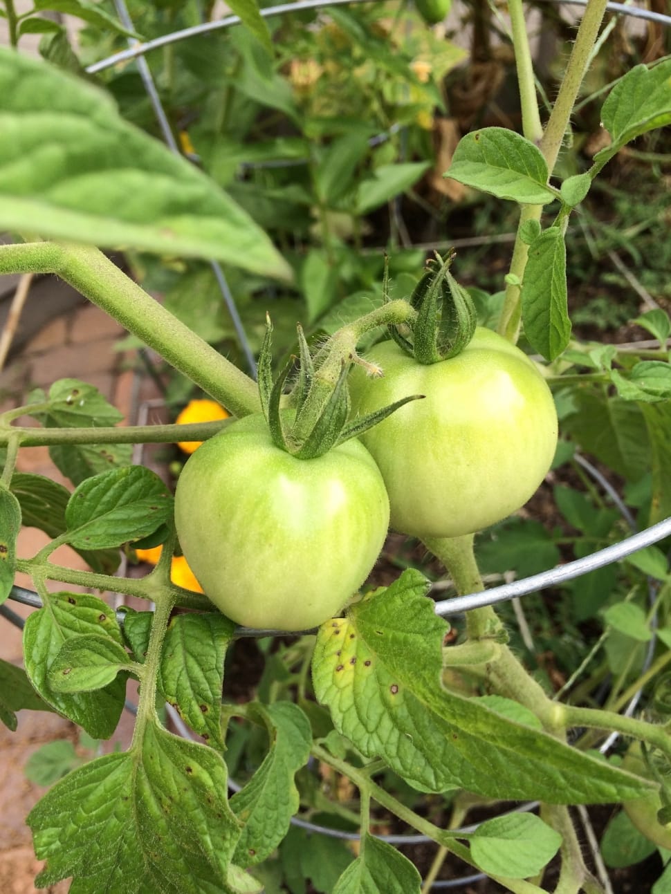 two green tomatoes fruit preview
