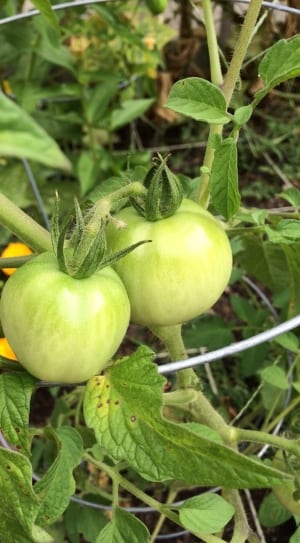 two green tomatoes fruit thumbnail