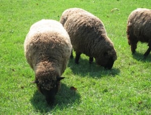 brown and black sheeps thumbnail