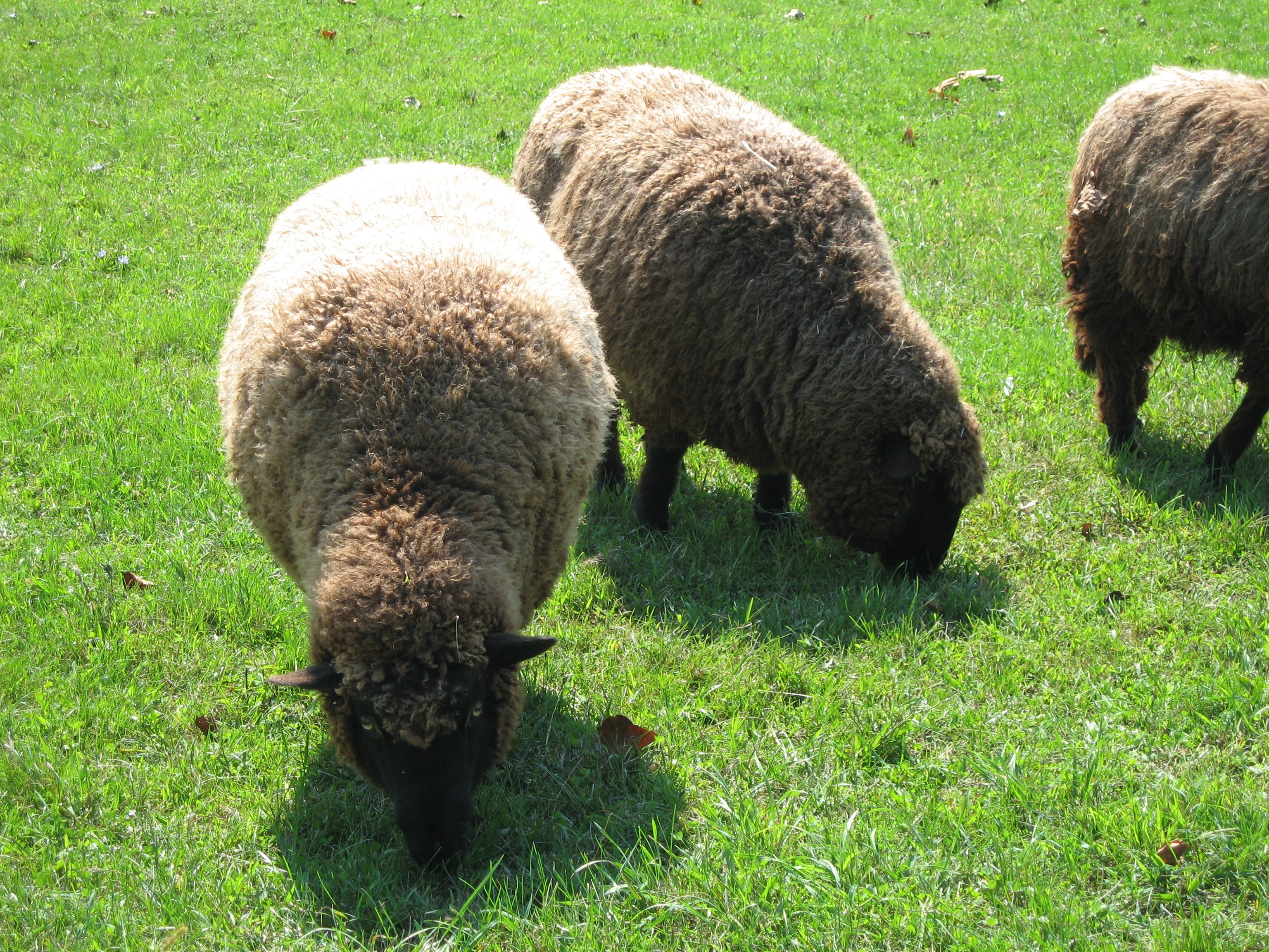 brown and black sheeps