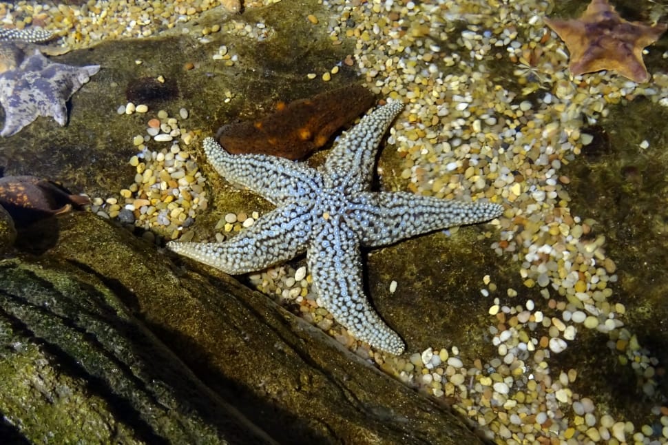 white starfish preview