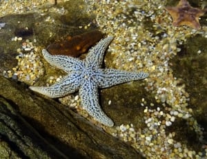 white starfish thumbnail