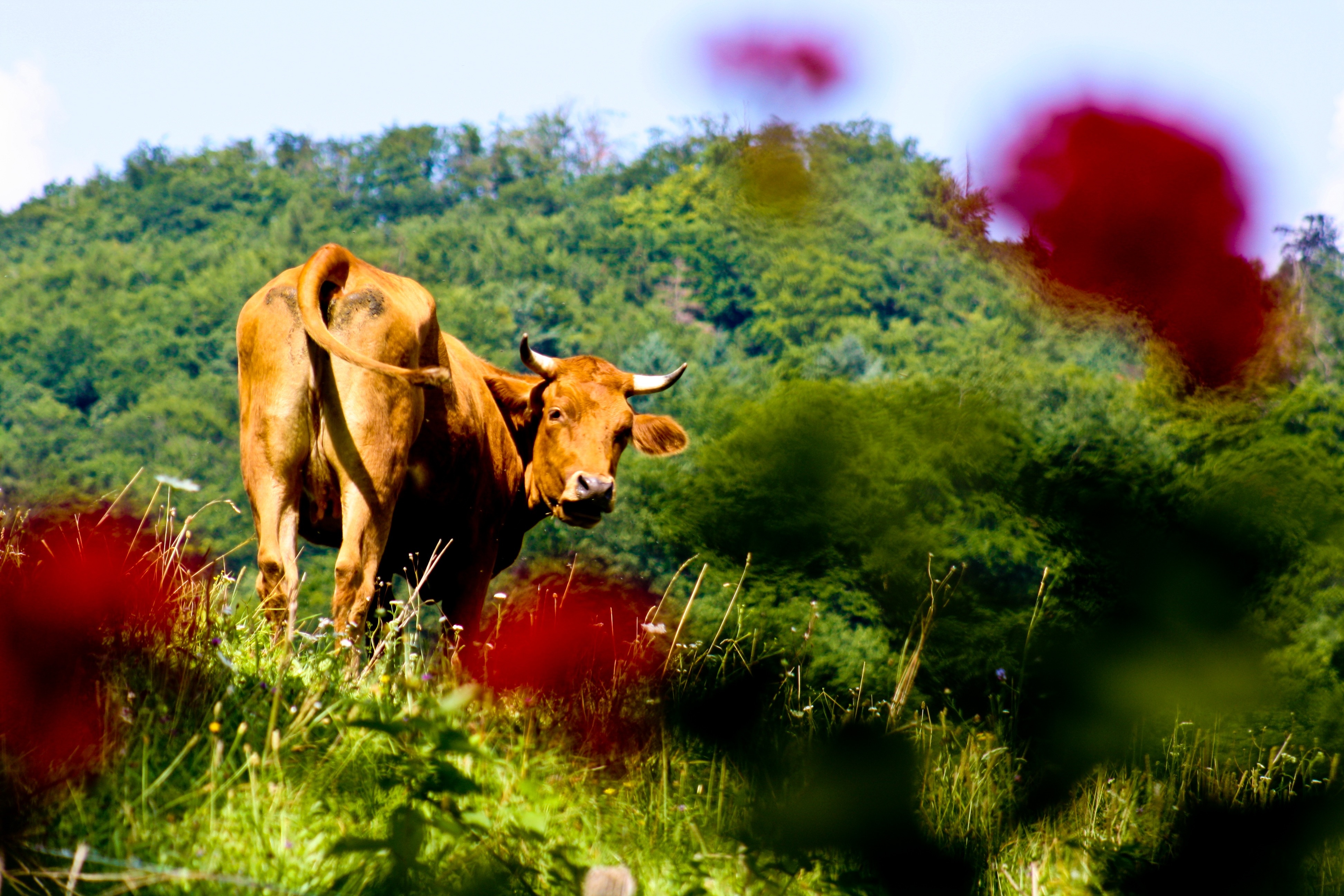 1280x1024 wallpaper | brown cow | Peakpx